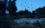 <span class="caption-caption">Pulchera waterhole on the Mulligan River, Diamantina Shire</span>, 1995. <br />Slide, collection of <span class="caption-contributor">Ruth Read</span>.