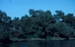 <span class="caption-caption">Cormorants, Eyre Creek, Muncoonie Lake</span>, 1995. <br />Slide, collection of <span class="caption-contributor">Ruth Read</span>.