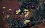 <span class="caption-caption">Wildflowers near the Betoota Hotel, Diamantina Shire</span>, 1995. <br />Slide, collection of <span class="caption-contributor">Ruth Read</span>.