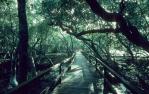 <span class="caption-caption">Boardwalk, Lota</span>, 1993. <br />Slide, collection of <span class="caption-contributor">Ruth Read</span>.