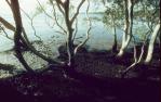 <span class="caption-caption">Mangroves, Lota</span>, 1993. <br />Slide, collection of <span class="caption-contributor">Ruth Read</span>.