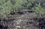 <span class="caption-caption">Mangroves, Lota</span>, 1993. <br />Slide, collection of <span class="caption-contributor">Ruth Read</span>.