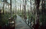 <span class="caption-caption">Boardwalk, Woodgate</span>, 1996. <br />Slide, collection of <span class="caption-contributor">Ruth Read</span>.