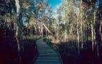 <span class="caption-caption">Boardwalk, Woodgate</span>, 1996. <br />Slide, collection of <span class="caption-contributor">Ruth Read</span>.