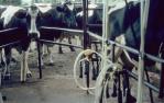 <span class="caption-caption">Dairy farm, Beechmont</span>, 1997. <br />Slide, collection of <span class="caption-contributor">Ruth Read</span>.