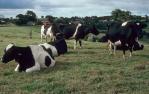 <span class="caption-caption">Dairy farm, Beechmont</span>, 1997. <br />Slide, collection of <span class="caption-contributor">Ruth Read</span>.