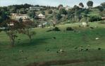 <span class="caption-caption">Dairy farm, Beechmont</span>, 1997. <br />Slide, collection of <span class="caption-contributor">Ruth Read</span>.