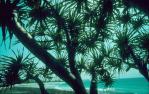 <span class="caption-caption">Coastline, Tallebudgera</span>, 1994. <br />Slide, collection of <span class="caption-contributor">Ruth Read</span>.