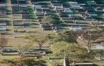 <span class="caption-caption">Toowong Cemetery</span>, 1991. <br />Slide, collection of <span class="caption-contributor">Ruth Read</span>.