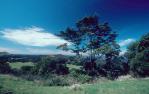 <span class="caption-caption">Mary Cairncross Scenic Reserve</span>, 1999. <br />Slide, collection of <span class="caption-contributor">Ruth Read</span>.