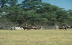 <span class="caption-caption">Rodeo, Augathella</span>, 1979. <br />Slide by <span class="caption-publisher">Michael Keniger</span>, collection of <span class="caption-contributor">University of Queensland Library</span>.