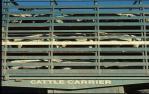 <span class="caption-caption">Cattle carrier, Ackeray Station, Augathella</span>, 1979. <br />Slide by <span class="caption-publisher">Michael Keniger</span>, collection of <span class="caption-contributor">University of Queensland Library</span>.