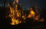 <span class="caption-caption">Sugar cane fire at sunset outside Ayr</span>, 1992. <br />Slide by <span class="caption-publisher">Michael Keniger</span>, collection of <span class="caption-contributor">University of Queensland Library</span>.