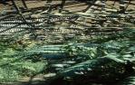 <span class="caption-caption">Interior view, The Hugo Lassen Fernery, Rockhampton Botanic Gardens</span>, 1979. <br />Slide by <span class="caption-publisher">Michael Keniger</span>, collection of <span class="caption-contributor">University of Queensland Library</span>.
