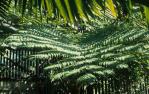<span class="caption-caption">Fern, The Hugo Lassen Fernery, Rockhampton Botanic Gardens</span>, 1979. <br />Slide by <span class="caption-publisher">Michael Keniger</span>, collection of <span class="caption-contributor">University of Queensland Library</span>.