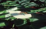 <span class="caption-caption">Flower, Rockhampton Botanic Gardens</span>, 1979. <br />Slide by <span class="caption-publisher">Michael Keniger</span>, collection of <span class="caption-contributor">University of Queensland Library</span>.