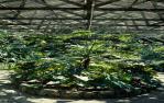 <span class="caption-caption">Interior view, The Hugo Lassen Fernery, Rockhampton Botanic Gardens</span>, 1979. <br />Slide by <span class="caption-publisher">Michael Keniger</span>, collection of <span class="caption-contributor">University of Queensland Library</span>.