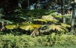 <span class="caption-caption">Palm, Rockhampton Botanic Gardens</span>, 1979. <br />Slide by <span class="caption-publisher">Michael Keniger</span>, collection of <span class="caption-contributor">University of Queensland Library</span>.