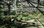 <span class="caption-caption">Interior view, The Hugo Lassen Fernery, Rockhampton Botanic Gardens</span>, 1979. <br />Slide by <span class="caption-publisher">Michael Keniger</span>, collection of <span class="caption-contributor">University of Queensland Library</span>.