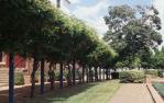 <span class="caption-caption">Garden, Toowoomba</span>, 1979. <br />Slide by <span class="caption-publisher">Michael Keniger</span>, collection of <span class="caption-contributor">University of Queensland Library</span>.