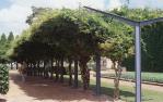 <span class="caption-caption">Garden, Toowoomba</span>, 1979. <br />Slide by <span class="caption-publisher">Michael Keniger</span>, collection of <span class="caption-contributor">University of Queensland Library</span>.