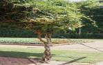 <span class="caption-caption">Garden, Toowoomba</span>, 1979. <br />Slide by <span class="caption-publisher">Michael Keniger</span>, collection of <span class="caption-contributor">University of Queensland Library</span>.