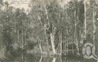 <span class="caption-caption">Oxley Creek</span>, 1907. <br />Postcard, collection of <span class="caption-contributor">Centre for the Government of Queensland</span>.