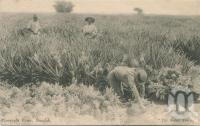 <span class="caption-caption">Pineapple farm, Nundah</span>, 1907. <br />Postcard by <span class="caption-publisher">Select Series</span>, collection of <span class="caption-contributor">John Young</span>.