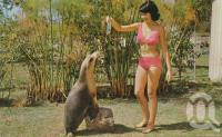 <span class="caption-caption">Seal Park, Buderim</span>, c1970. <br />Postcard by <span class="caption-publisher">Bernard Kuskopf</span>, collection of <span class="caption-contributor">Centre for the Government of Queensland</span>.