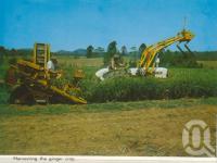 <span class="caption-caption">Harvesting the ginger crop, Buderim</span>, c1966. <br />Postcard folder by <span class="caption-publisher">Bernard Kuskopf</span>, collection of <span class="caption-contributor">Centre for the Government of Queensland</span>.