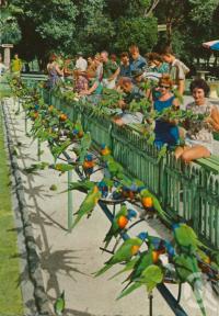 <span class="caption-caption">The Sanctuary, Currumbin Beach</span>, c1962. <br />Postcard by <span class="caption-publisher">John Engelander & Co Pty Ltd</span>, collection of <span class="caption-contributor">Centre for the Government of Queensland</span>.