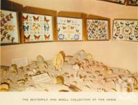 <span class="caption-caption">The butterfly and shell collection at the Oasis</span>, c1960. <br />Postcard folder by <span class="caption-publisher">Sydney G Hughes Pty Ltd</span>, collection of <span class="caption-contributor">John Young</span>.