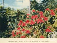<span class="caption-caption">Poinsettia in the gardens of the Oasis</span>, c1960. <br />Postcard folder by <span class="caption-publisher">Sydney G Hughes Pty Ltd</span>, collection of <span class="caption-contributor">John Young</span>.