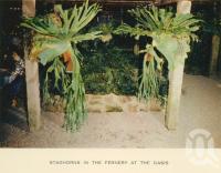<span class="caption-caption">Fernery, the Oasis</span>, c1960. <br />Postcard folder by <span class="caption-publisher">Sydney G Hughes Pty Ltd</span>, collection of <span class="caption-contributor">John Young</span>.