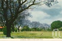<span class="caption-caption">Jacaranda trees in New Farm Park</span>, c1958. <br />Postcard folder by <span class="caption-publisher">Sydney G Hughes Pty Ltd</span>, collection of <span class="caption-contributor">Centre for the Government of Queensland</span>.