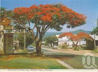 <span class="caption-caption">Flowering poinciana trees, Blackall Street, Woombye</span>, c1965. <br />Postcard folder by <span class="caption-publisher">Bernard Kuskopf</span>, collection of <span class="caption-contributor">Centre for the Government of Queensland</span>.
