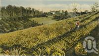 <span class="caption-caption">Pineapple planation, Woombye</span>, date unknown. <br />Postcard by <span class="caption-publisher">White Series</span>, collection of <span class="caption-contributor">Centre for the Government of Queensland</span>.