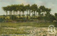 <span class="caption-caption">Palm Grove, Convict Island, Rockhampton</span>, 1907. <br />Postcard by <span class="caption-publisher">Unknown Publisher</span>, collection of <span class="caption-contributor">Centre for the Government of Queensland</span>.