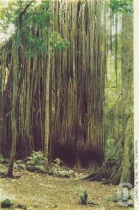 <span class="caption-caption">Curtain tree fig, near Yungaburra</span>, c1960. <br />Postcard folder by <span class="caption-publisher">Murray Views Pty Ltd</span>, collection of <span class="caption-contributor">Centre for the Government of Queensland</span>.
