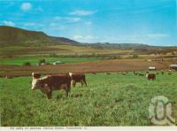 <span class="caption-caption">Fat cattle on pastures, Darling Downs, Toowoomba</span>, c1965. <br />Postcard folder by <span class="caption-publisher">Murray Views Pty Ltd</span>, collection of <span class="caption-contributor">Centre for the Government of Queensland</span>.