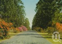 <span class="caption-caption">Ann Street, scenic drive Botanic Gardens, Rockhampton</span>, c1962. <br />Postcard by <span class="caption-publisher">Murray Views Pty Ltd</span>, collection of <span class="caption-contributor">Centre for the Government of Queensland MS</span>.
