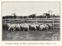 <span class="caption-caption">Crossbred sheep at State Agricultural College, Gatton</span>. <br />From <span class="caption-book">Queensland Sheep and Wool Industry</span>, <span class="caption-publisher">Queensland Government Intelligence and Tourist Bureau</span>, 1918, collection of <span class="caption-contributor">Fryer Library, UQ</span>.