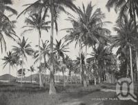 <span class="caption-caption">Cocoa-nut palms, Seaforth</span>. <br />From <span class="caption-book">Picturesque Mackay and Whitsunday Passage</span>, <span class="caption-publisher">Thomas Tennant</span>, 1930s, collection of <span class="caption-contributor">Fryer Library, UQ</span>.