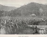 <span class="caption-caption">Young cane, Hambleton (Hambledon)</span>. <br />From <span class="caption-book">A Queenly Colony</span>, <span class="caption-publisher">Government Printer</span>, 1901, collection of <span class="caption-contributor">Fryer Library, UQ</span>.