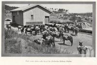 <span class="caption-caption">Pack mules laden with tin at the Herberton Railway Station</span>. <br />From <span class="caption-book">The Queenslander Annual</span>, <span class="caption-publisher">Queensland Newspapers</span>, 1930, collection of <span class="caption-contributor">Fryer Library, UQ</span>.