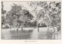 <span class="caption-caption">Lagoon, Ayr district</span>. <br />From <span class="caption-book">North Queensland</span>, <span class="caption-publisher">Government Printer</span>, 1920, collection of <span class="caption-contributor">Fryer Library, UQ</span>.