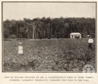 <span class="caption-caption">Potatoes, Upper Barron, Atherton (Atherton Tableland)</span>. <br />From <span class="caption-book">Tablelands of North Queensland</span>, <span class="caption-publisher">Queensland Government Intelligence and Tourist Bureau</span>, 1918, collection of <span class="caption-contributor">Fryer Library, UQ</span>.