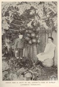 <span class="caption-caption">Papaw tree in fruit on farm at Kureen (Atherton Tableland)</span>. <br />From <span class="caption-book">Tablelands of North Queensland</span>, <span class="caption-publisher">Queensland Government Intelligence and Tourist Bureau</span>, 1918, collection of <span class="caption-contributor">Fryer Library, UQ</span>.