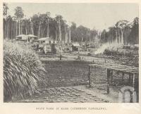 <span class="caption-caption">State Farm at Kairi (Atherton Tableland)</span>. <br />From <span class="caption-book">Tablelands of North Queensland</span>, <span class="caption-publisher">Queensland Government Intelligence and Tourist Bureau</span>, 1918, collection of <span class="caption-contributor">Fryer Library, UQ</span>.