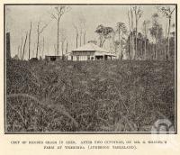 <span class="caption-caption">Farm at Weerimba (Atherton Tableland)</span>. <br />From <span class="caption-book">Tablelands of North Queensland</span>, <span class="caption-publisher">Queensland Government Intelligence and Tourist Bureau</span>, 1918, collection of <span class="caption-contributor">Fryer Library, UQ</span>.